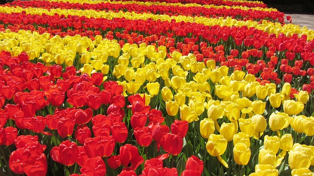 kvitnúce tulipány