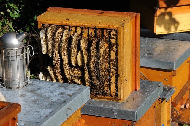 včelí úľ